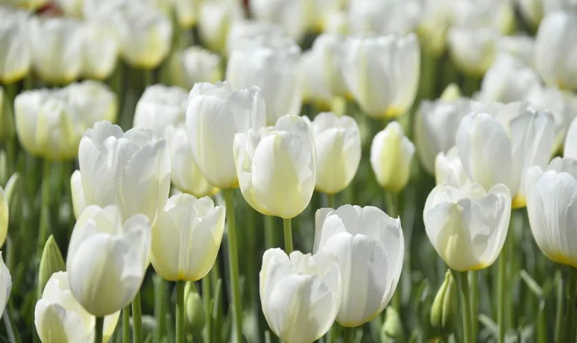 H&igrave;nh nền hoa Tulip trắng tinh khiết cực đẹp