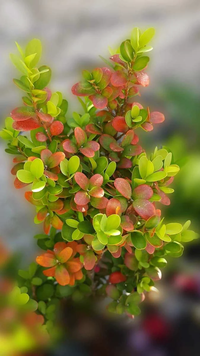 Ảnh thiên nhiên cây cối