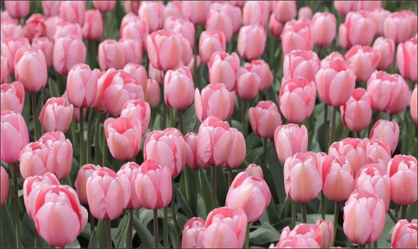 Một vườn hoa tulip m&agrave;u hồng rực rỡ