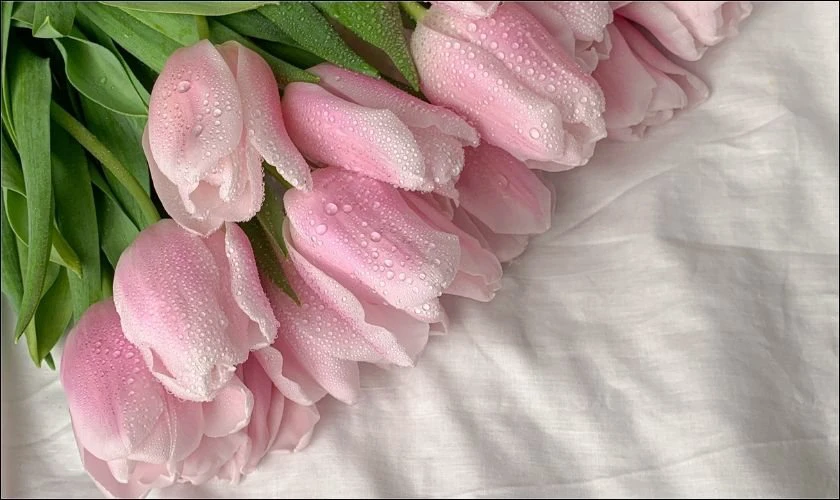 Hoa tulip đẹp, sang trọng