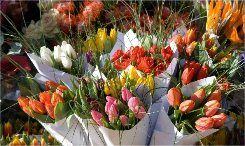 Những b&oacute; hoa tulip nhiều m&agrave;u sắc