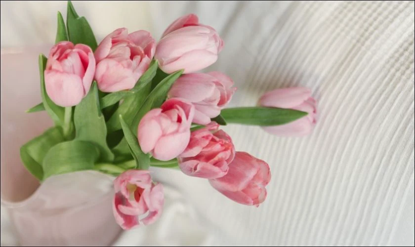 H&igrave;nh nền iPad hoa tulip hồng