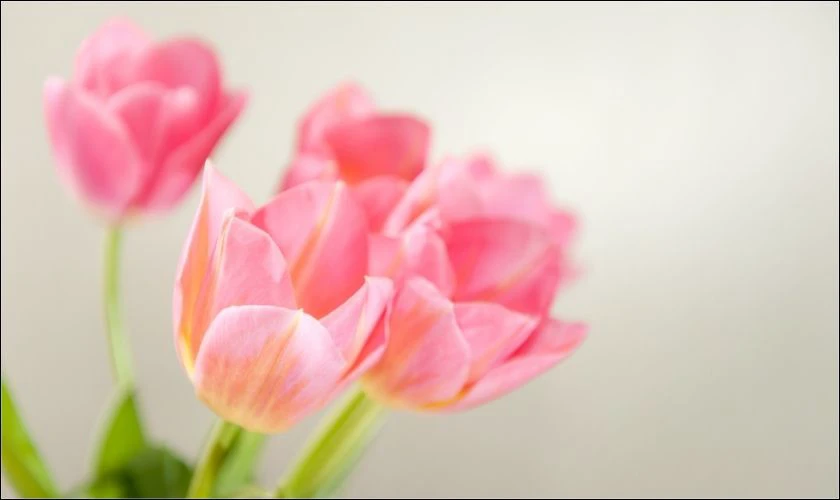 H&igrave;nh nền iPad hoa tulip đẹp, chill