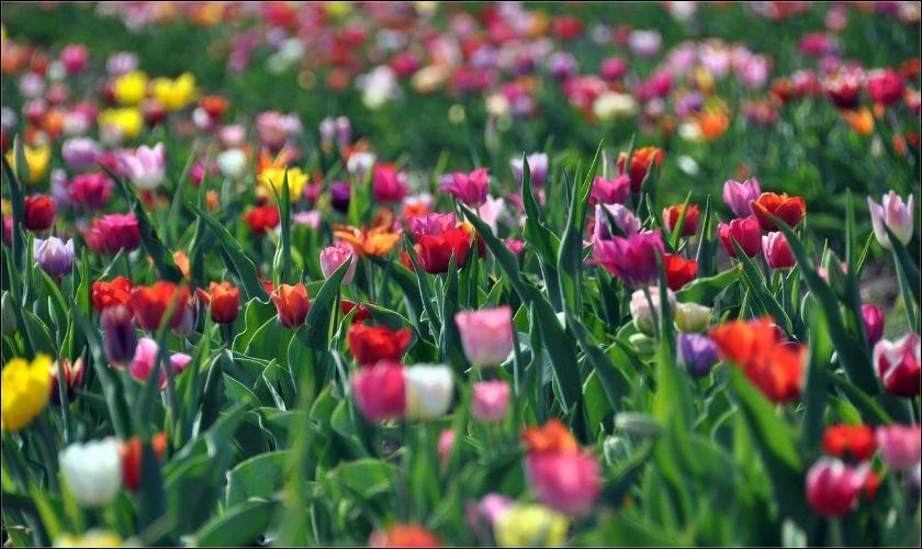 Cả vườn hoa tulip m&agrave;u sắc