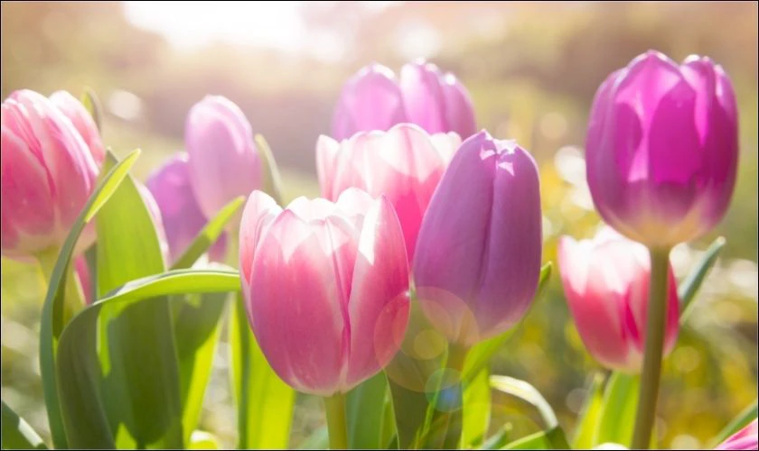 H&igrave;nh nền iPad hoa tulip đẹp, n&eacute;t 4K