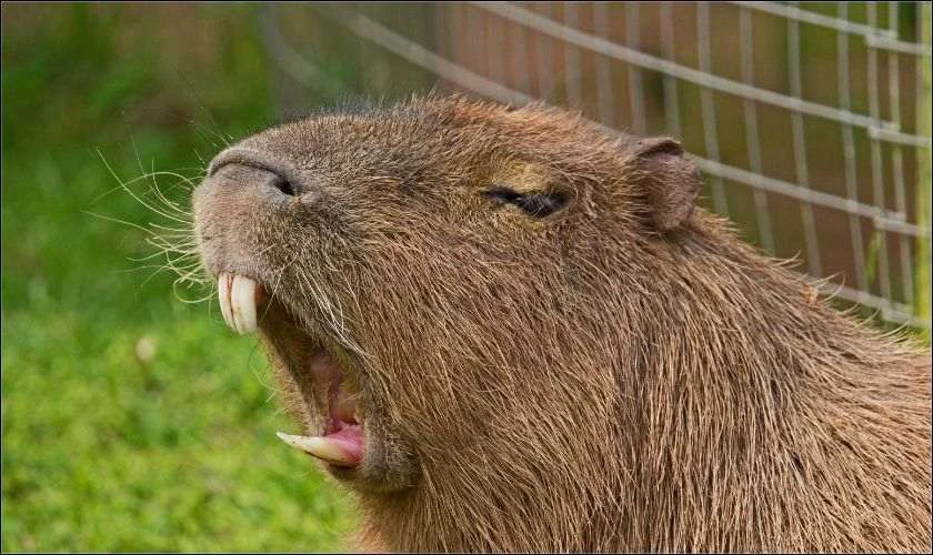 H&igrave;nh nền iPad Capybara v&ocirc; tri
