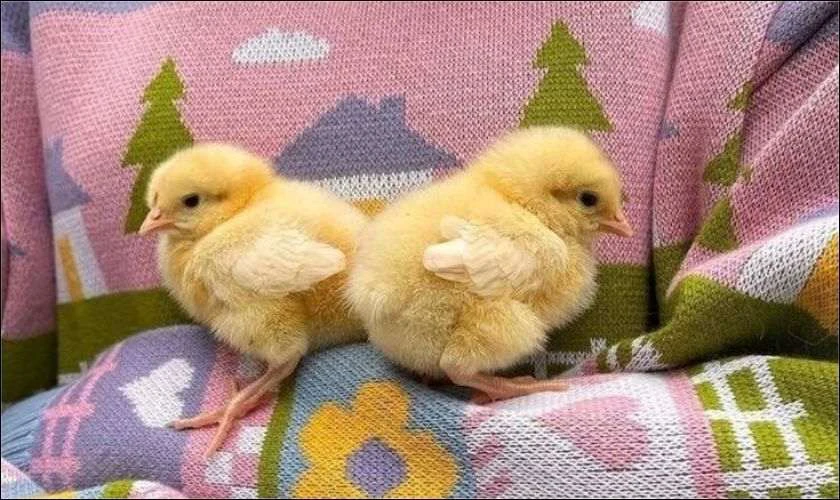 Hai ch&uacute; vịt con đ&aacute;ng y&ecirc;u