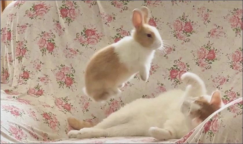 Ảnh nền ch&uacute; thỏ v&agrave; m&egrave;o đ&aacute;ng y&ecirc;u