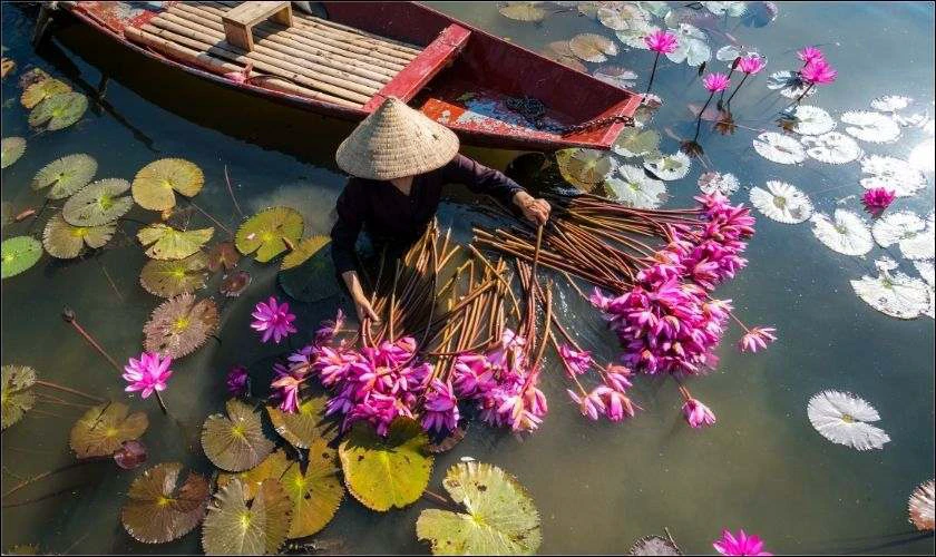Ảnh người d&acirc;n h&aacute;i hoa sen
