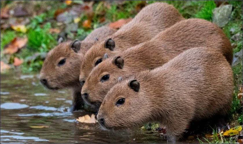 H&igrave;nh nền iPad Capybara