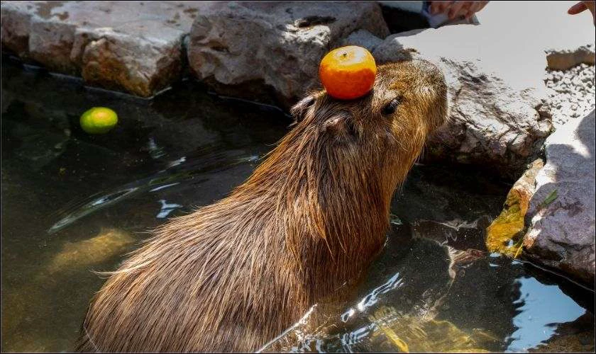 H&igrave;nh nền iPad Capybara đội tr&aacute;i cam