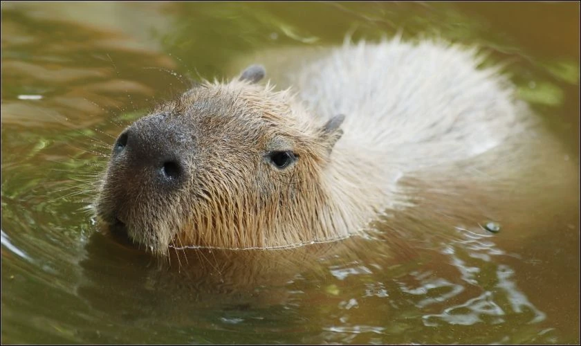 Capybara đang bơi dưới nước
