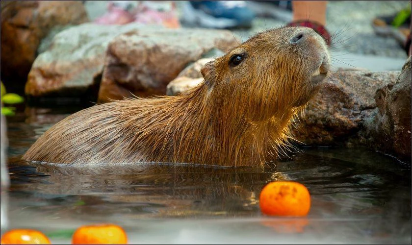 H&igrave;nh nền iPad Capybara h&agrave;i hước