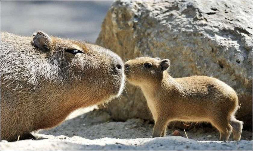 H&igrave;nh nền iPad Capybara cực n&eacute;t, full HD
