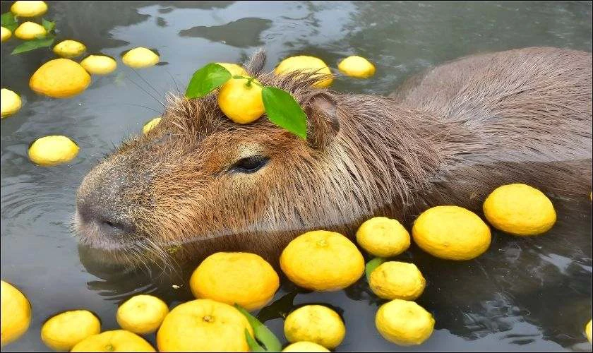 H&igrave;nh nền iPad Capybara th&uacute; vị, đ&aacute;ng y&ecirc;u