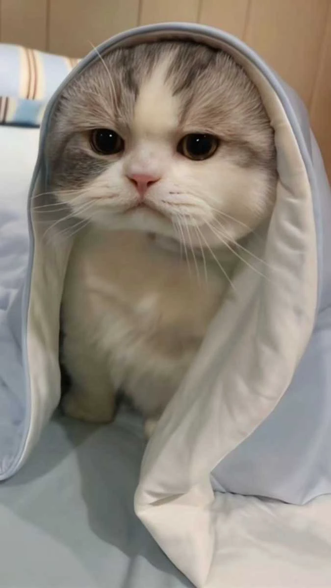Ch&uacute; m&egrave;o quấn chăn cute