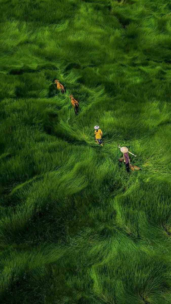 Cảnh đồng quê xanh mát