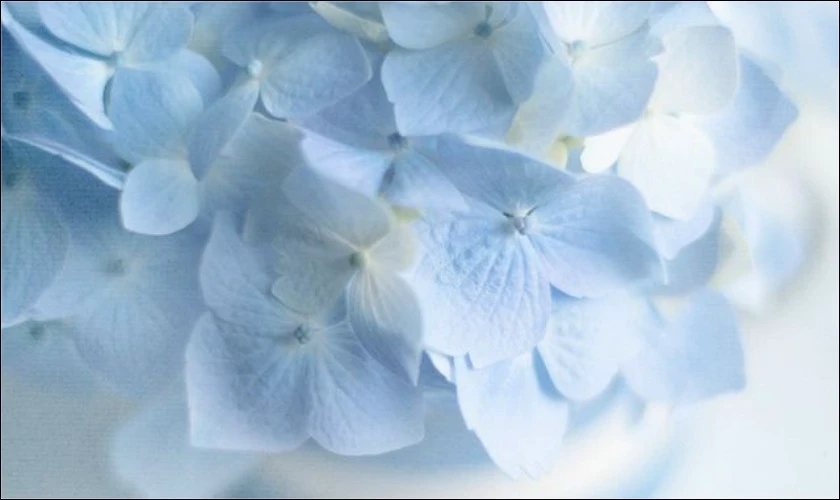 H&igrave;nh nền m&agrave;u xanh dương b&ocirc;ng hoa pastel