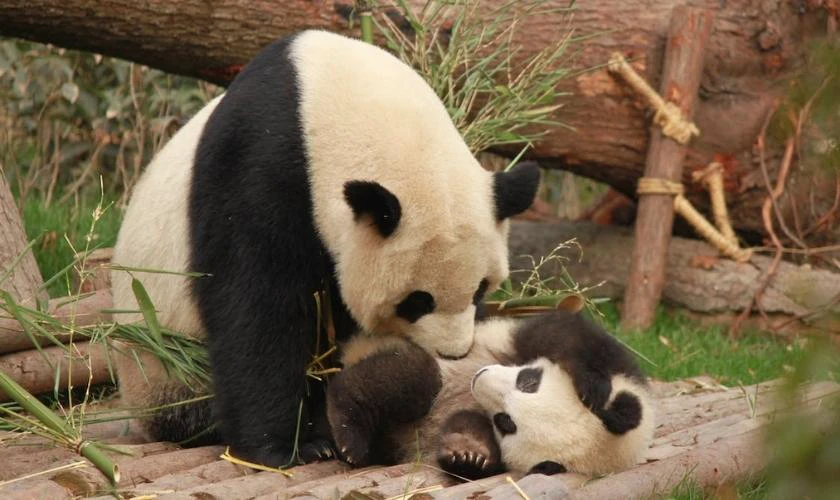 Ảnh nền 4K cute cho m&aacute;y t&iacute;nh