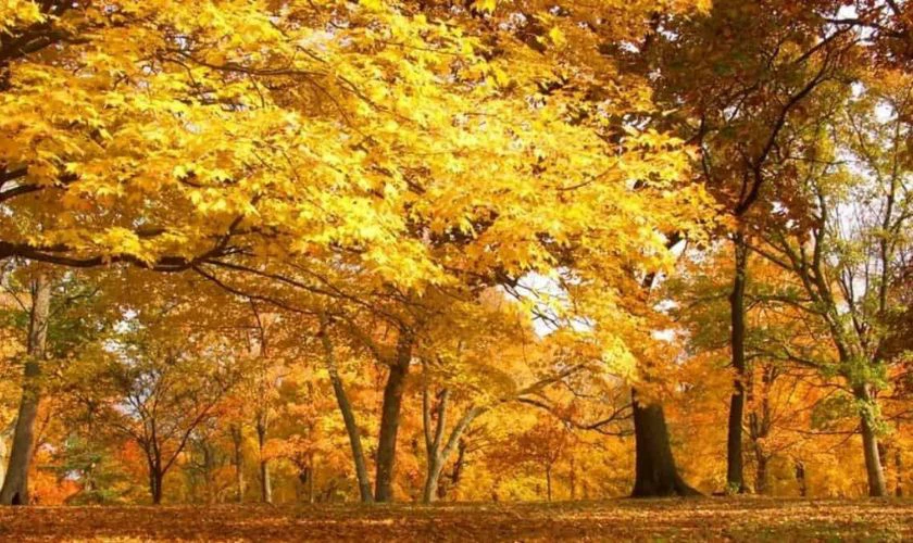 Wallpaper mệnh Thổ đẹp cho máy tính