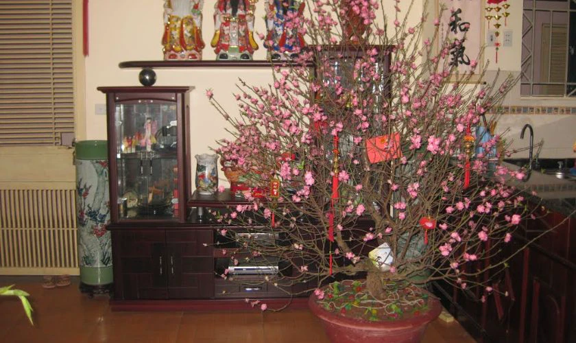 Hoa đào - Biểu tượng của mùa xuân