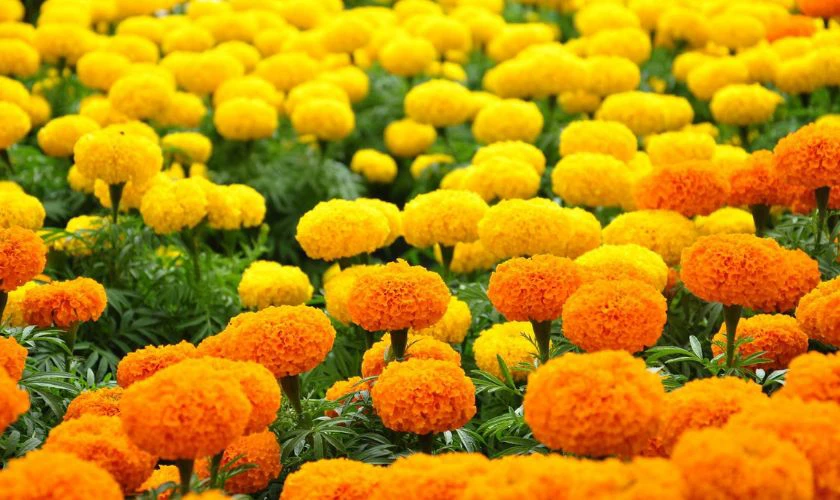 Hoa vạn thọ - Trường thọ, tôn kính