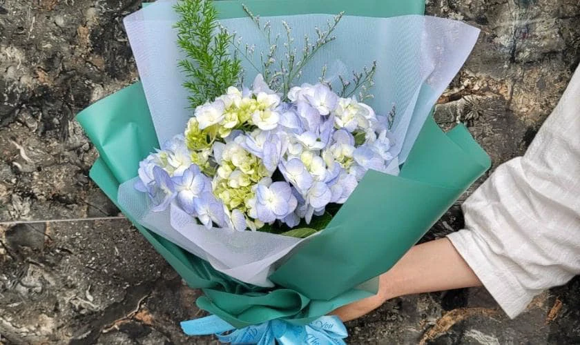 Cẩm tú cầu chính là sự đa dạng về màu sắc, từ xanh dương, hồng, trắng đến tím