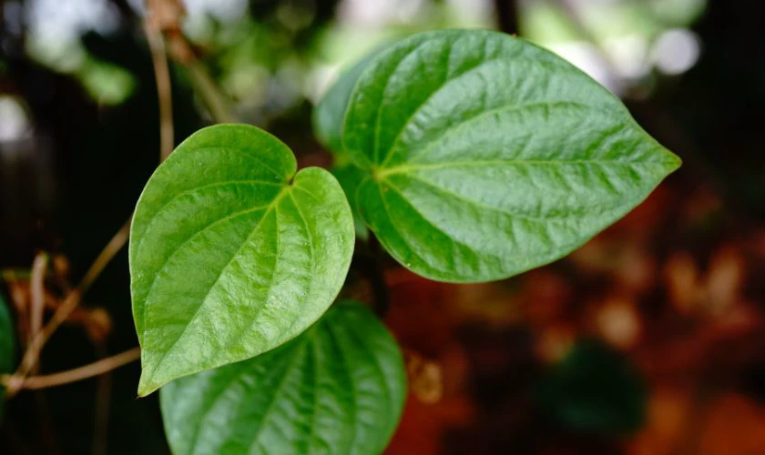 Trầu đại diện cho tình cảm, sự gắn kết và lòng hiếu khách