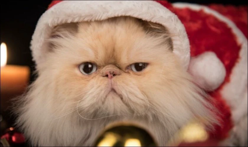 Meme mèo Noel thú vị
