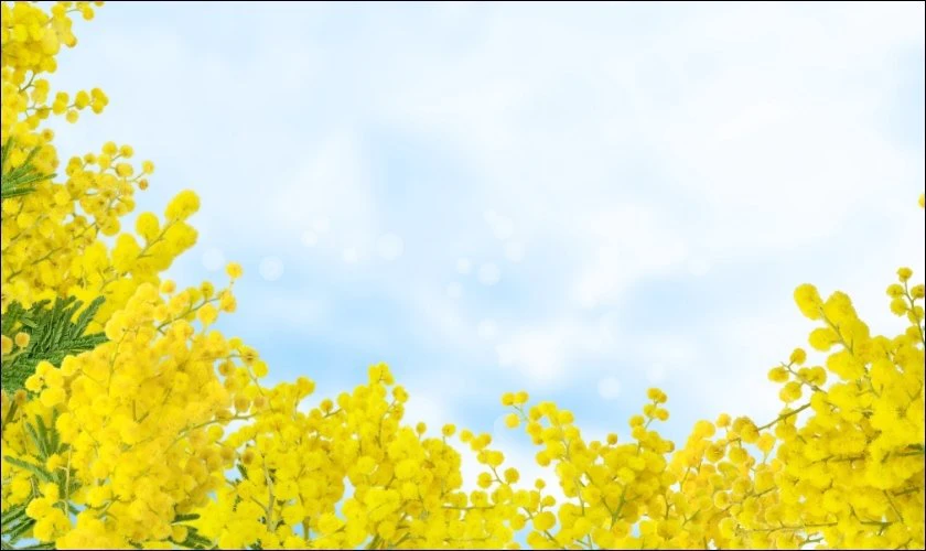 Hoa Mimosa v&agrave;ng - Biểu tượng ng&agrave;y 8/3 tại nhiều nước&nbsp;