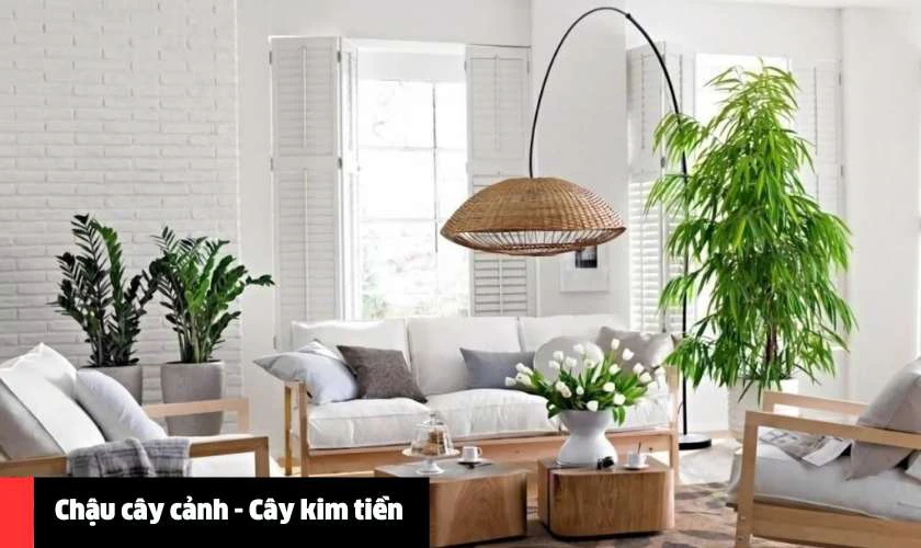 Chậu c&acirc;y cảnh - C&acirc;y kim tiền
