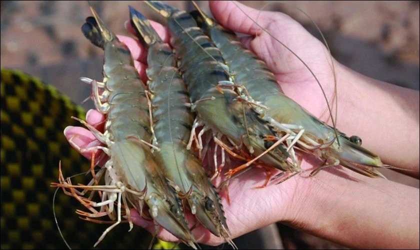 Mua tôm chế biến mâm cúng Thần Tài