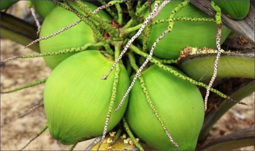 Dừa tươi được chọn đặt lên mâm cúng vía Thần Tài
