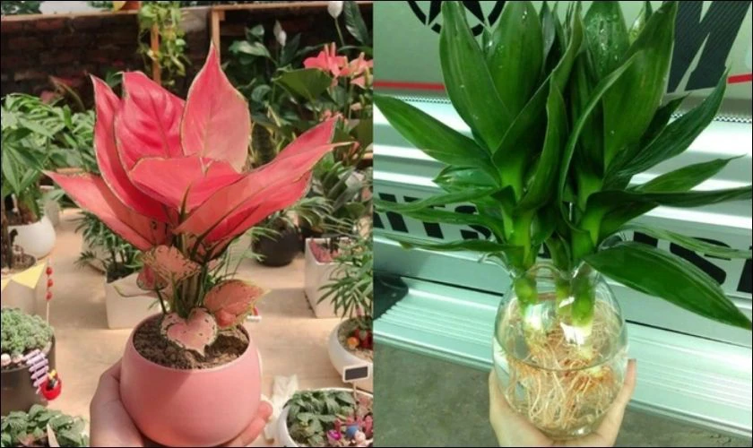 Mua cây tài lộc đặt lên bàn thờ ông Thần Tài trong nhà