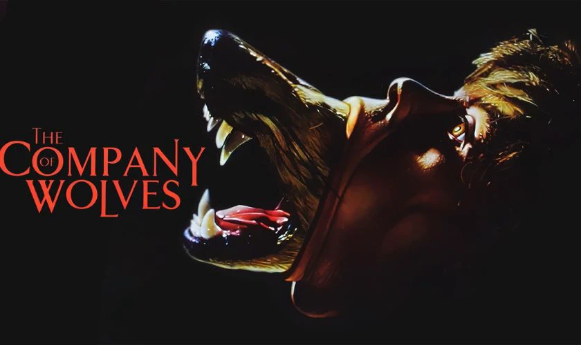 The Company of Wolves - Phim kinh điển về người s&oacute;i