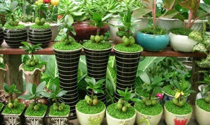 Cây cảnh mini