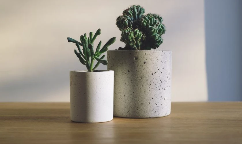 Chậu cây cảnh mini để bàn phong thủy