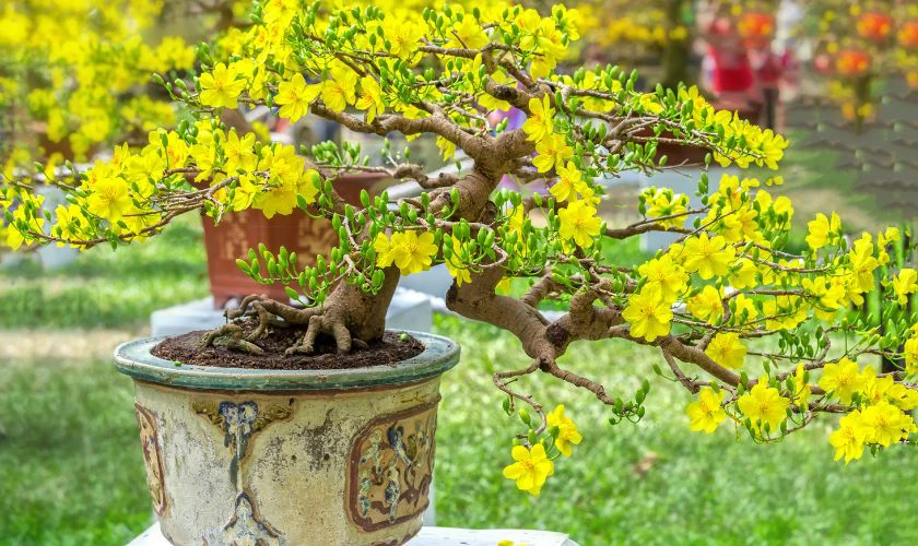 Mua cây cảnh làm quà biếu bố mẹ ngày Tết