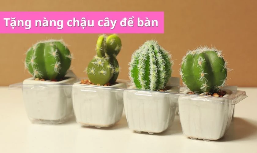 Tặng nàng chậu cây để bàn xinh xắn dịp 20/10