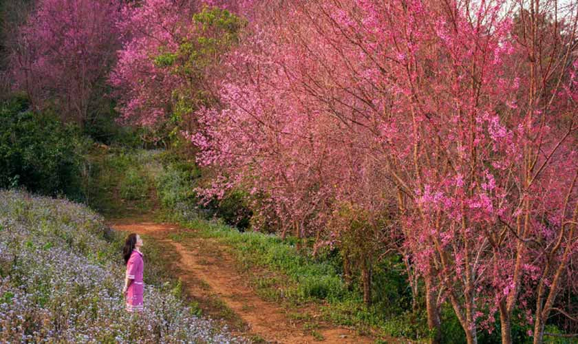 Kh&ocirc;ng kh&iacute; Tết Dương Lịch tại Đ&agrave; Lạt