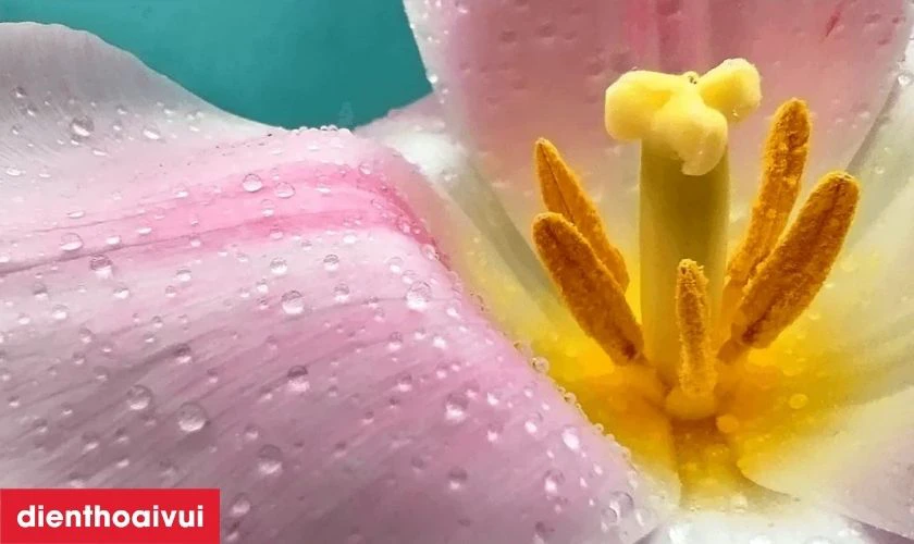 Camera macro tr&ecirc;n Redmi Note 12 sẽ đưa bạn đến với thế giới vi m&ocirc;