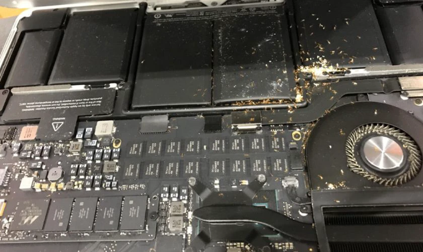Laptop, m&aacute;y t&iacute;nh bị kiến chui v&agrave;o c&oacute; l&agrave;m sao kh&ocirc;ng?