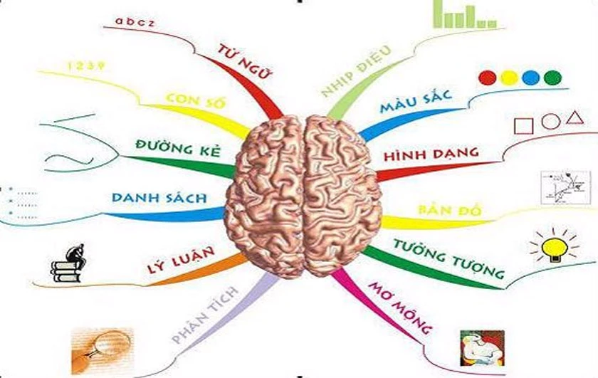 The Brain