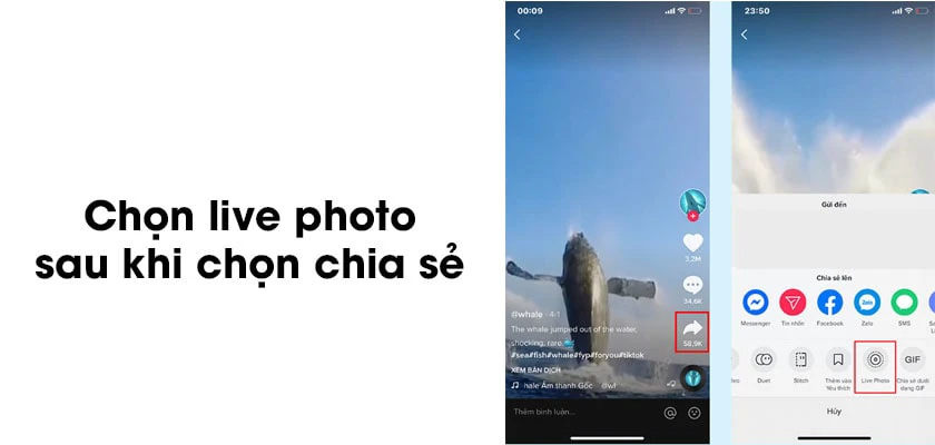 Bước 2: Bạn nhấn v&agrave;o n&uacute;t Chia sẻ c&oacute; h&igrave;nh mũi t&ecirc;n hướng sang b&ecirc;n phải rồi tiếp tục chọn Live Photo từ d&ograve;ng t&ugrave;y chọn thứ 2. - c&aacute;ch lấy video tiktok l&agrave;m h&igrave;nh nền iphone