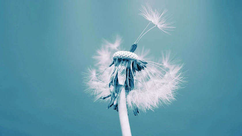 Wallpaper bồ c&ocirc;ng anh trong gi&oacute;