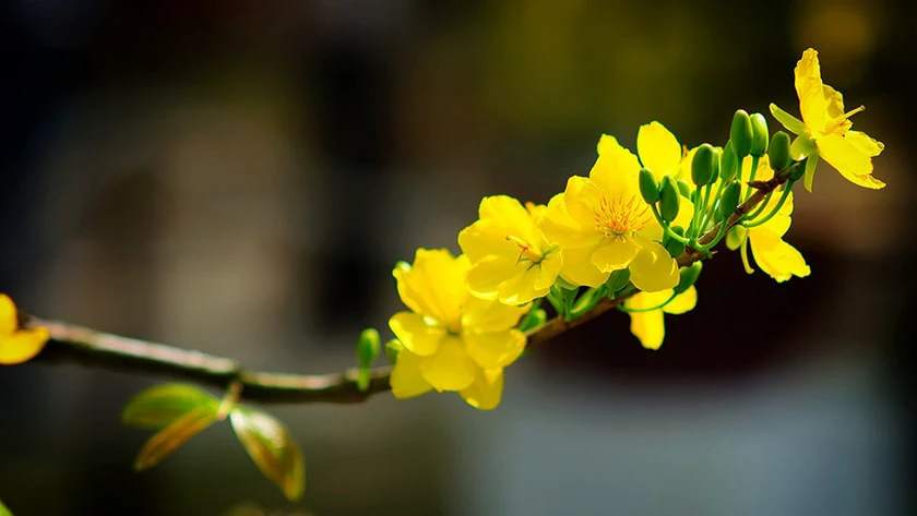 Ảnh nền hoa mai đầy thanh lịch